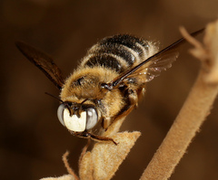 Xylocopa lugubris