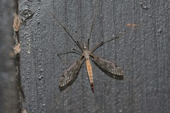 Tipula scripta