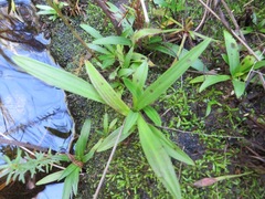 Disa