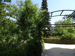 Wisteria brachybotrys