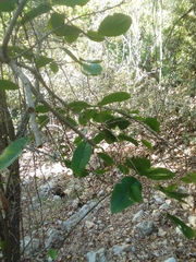 Annona dumetorum