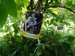 Wisteria brachybotrys