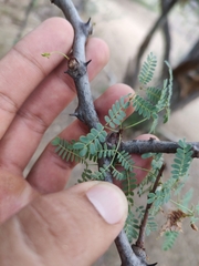 Havardia mexicana