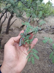 Havardia mexicana
