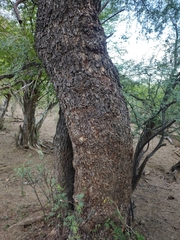 Havardia mexicana