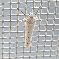 Yponomeuta