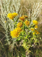 Pentanema britannica
