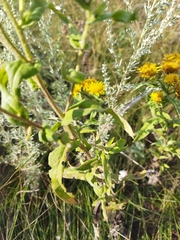 Pentanema britannica