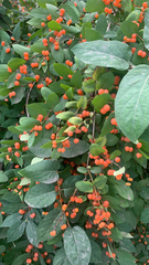 Lonicera tatarica