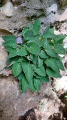 Campanula elatinoides