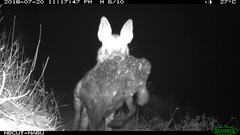 Hyaena hyaena