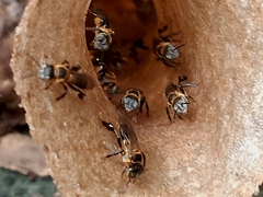 Lepidotrigona terminata