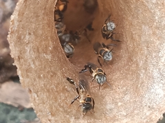 Lepidotrigona terminata