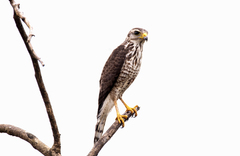 Rupornis magnirostris