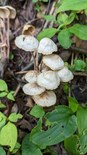 観察された菌類