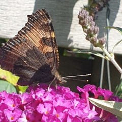Aglais urticae