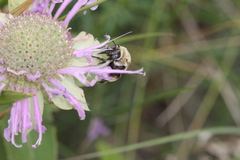 Anthophora walshii