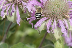 Anthophora walshii