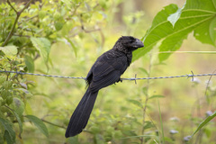 Crotophaga ani