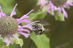 Anthophora walshii