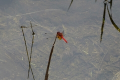 Sympetrum speciosum