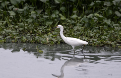 Egretta thula