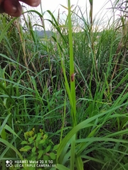 Megarrhamphus truncatus