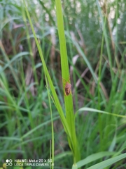 Megarrhamphus truncatus