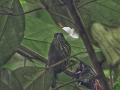 Kurochkinegramma hypogrammicum