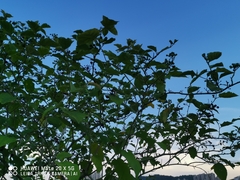 Solanum torvum