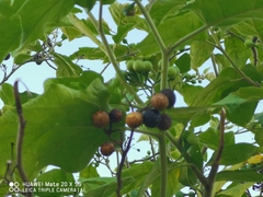 Solanum torvum