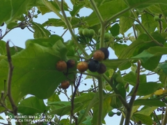 Solanum torvum
