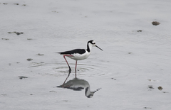 Himantopus mexicanus