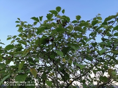 Solanum torvum