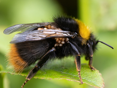 Parasitellus fucorum