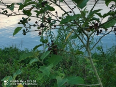 Solanum torvum