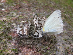 Uranothauma falkensteinii