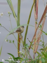 Prinia inornata