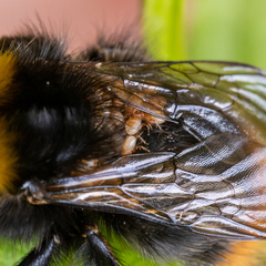 Parasitellus fucorum