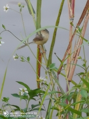 Prinia inornata