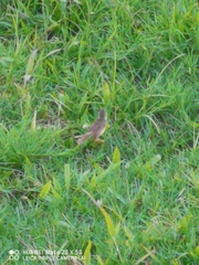 Prinia inornata