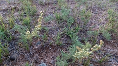 Artemisia adamsii