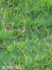 Prinia inornata