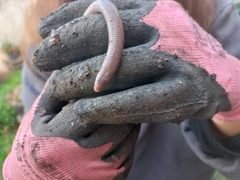 Amphisbaena darwinii