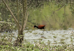 Jacana jacana