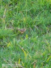 Prinia inornata