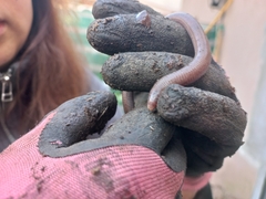 Amphisbaena darwinii