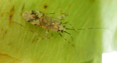 Phytocoris tiliae