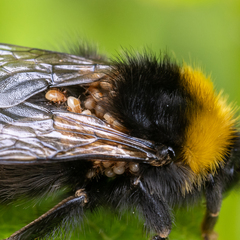 Parasitellus fucorum