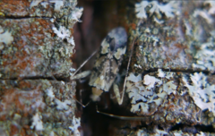 Phytocoris tiliae